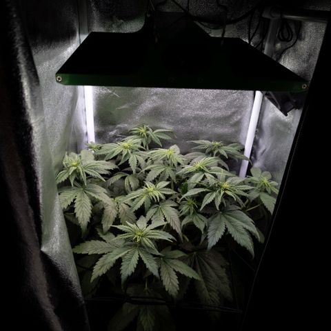 Clara I growlog timeline photo