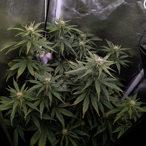 Clara I growlog timeline photo