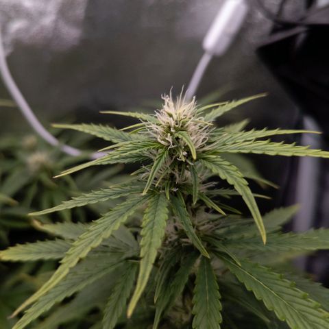 Clara I growlog timeline photo