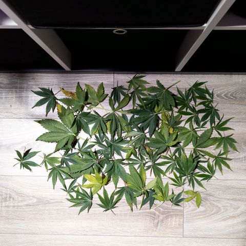 Clara I growlog timeline photo