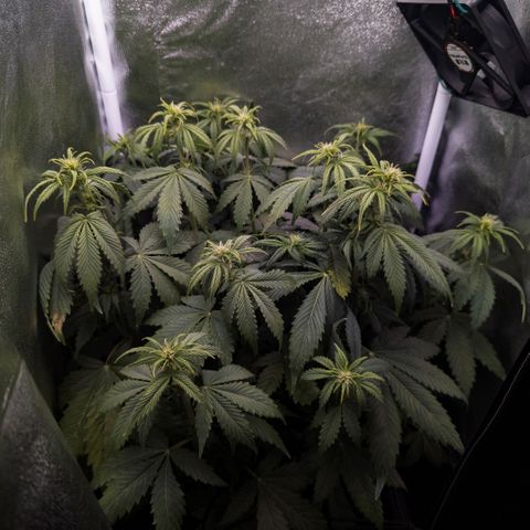 Clara I growlog timeline photo