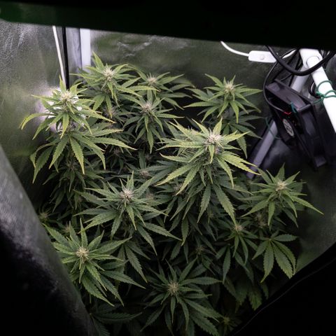 Clara I growlog timeline photo