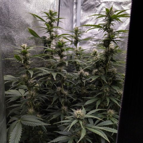 Clara I growlog timeline photo