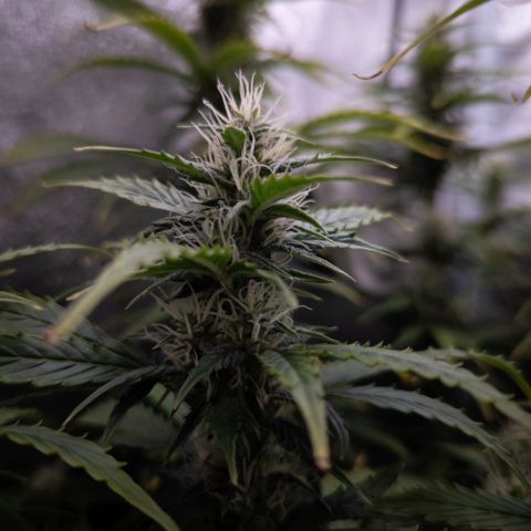 Clara I growlog timeline photo