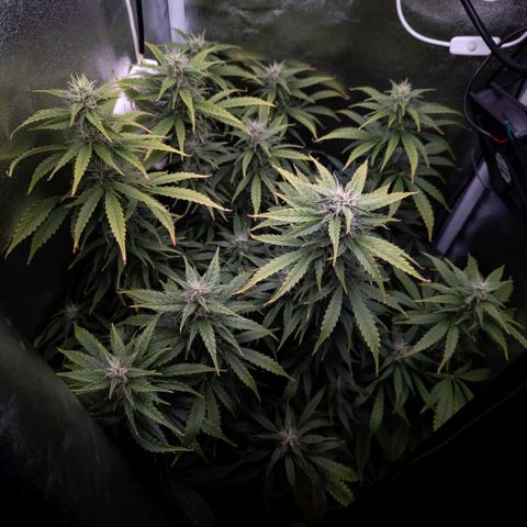 Clara I growlog timeline photo
