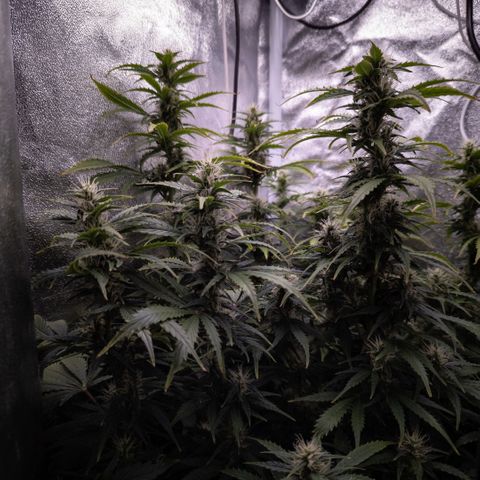 Clara I growlog timeline photo
