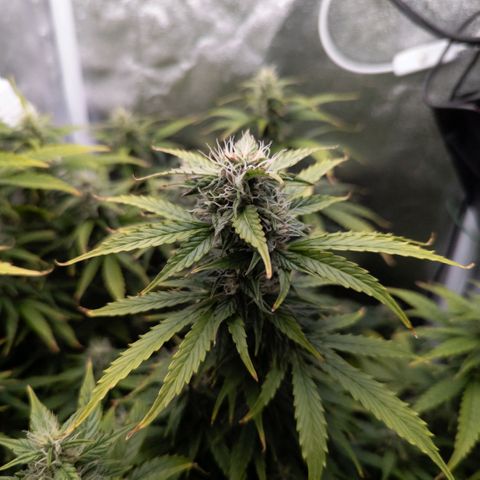 Clara I growlog timeline photo