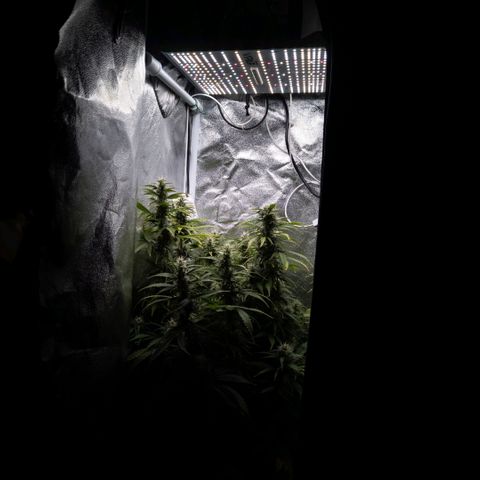Clara I growlog timeline photo