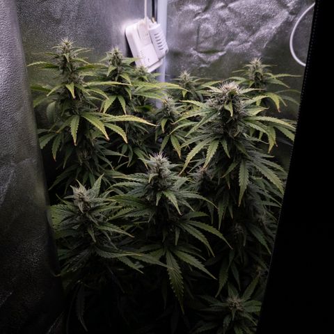 Clara I growlog timeline photo