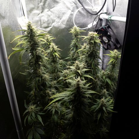 Clara I growlog timeline photo