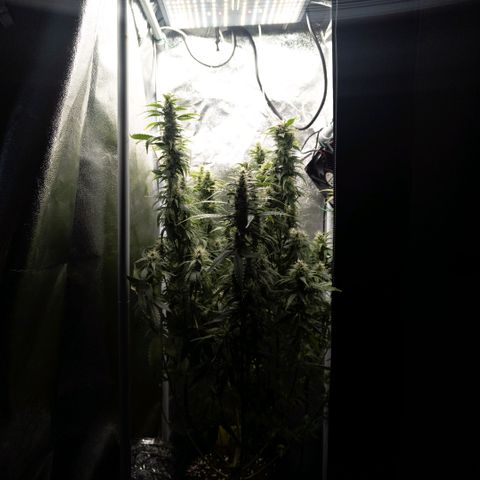 Clara I growlog timeline photo