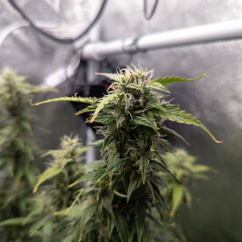 Clara I growlog timeline photo