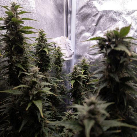 Clara I growlog timeline photo
