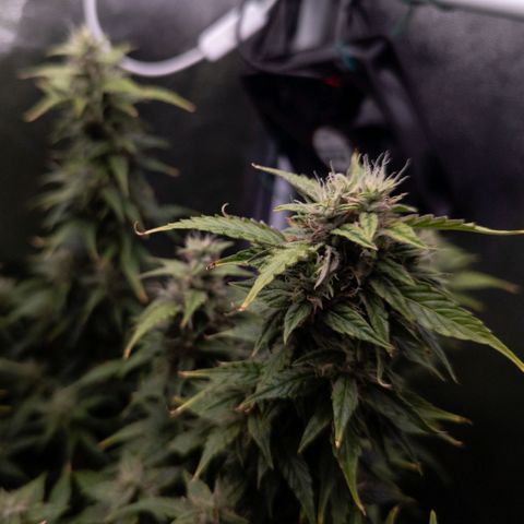 Clara I growlog timeline photo