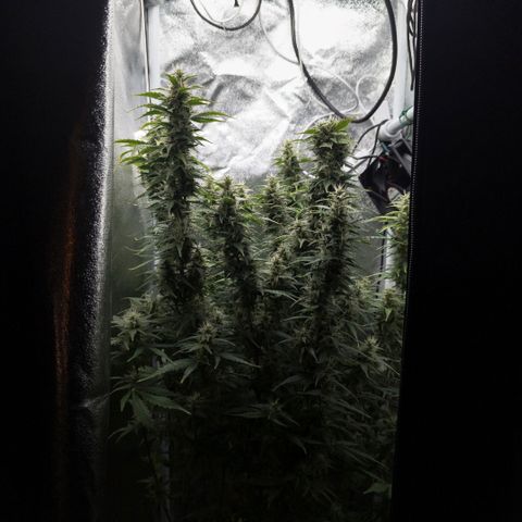 Clara I growlog timeline photo