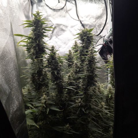 Clara I growlog timeline photo