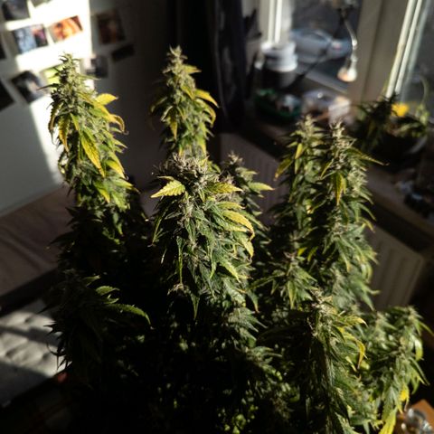 Clara I growlog timeline photo