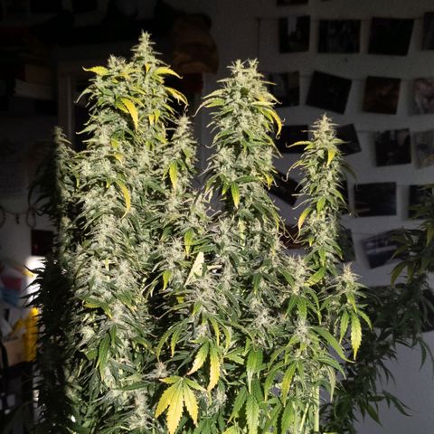 Clara I growlog timeline photo