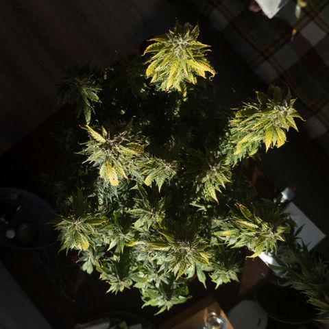 Clara I growlog timeline photo