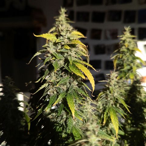 Clara I growlog timeline photo