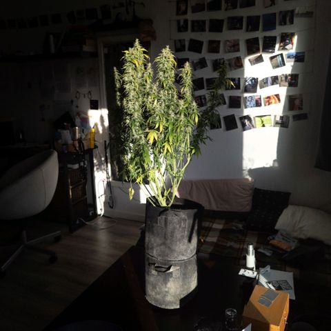 Clara I growlog timeline photo