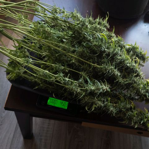 Clara I growlog timeline photo