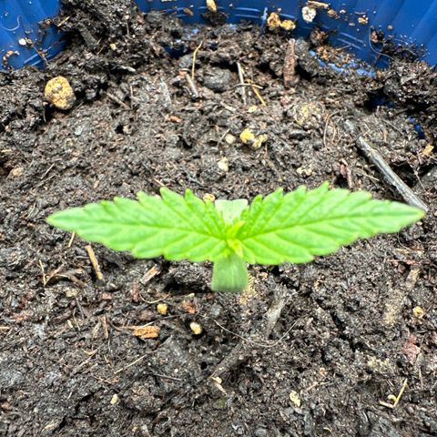 AMG growlog timeline photo
