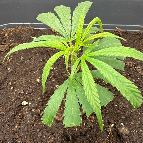 Runtz growlog timeline photo