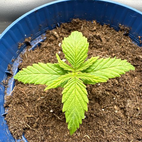 AMG growlog timeline photo