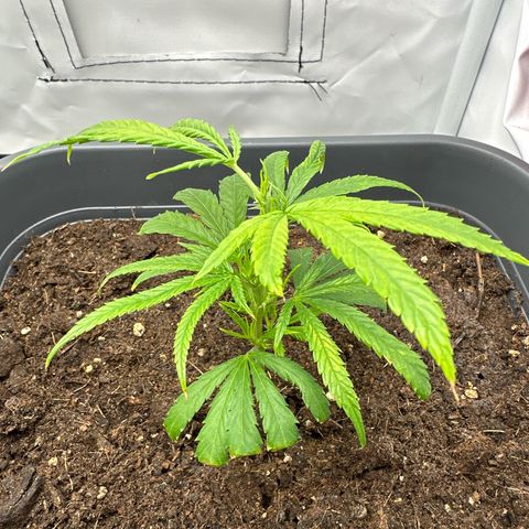 Runtz growlog timeline photo