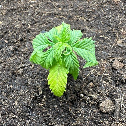 AMG growlog timeline photo