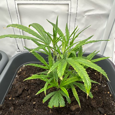 Runtz growlog timeline photo