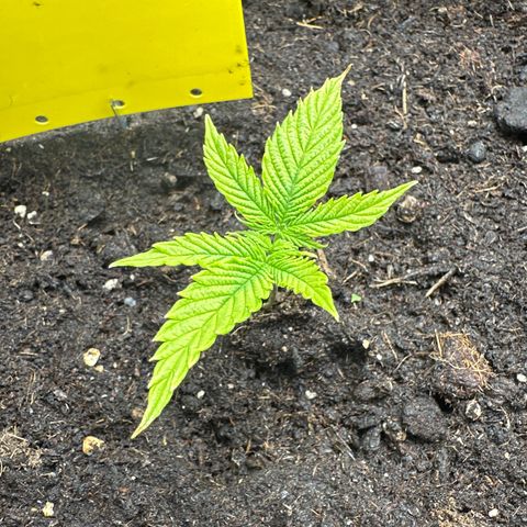 AMG growlog timeline photo