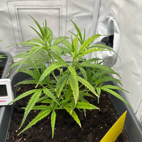 Runtz growlog timeline photo