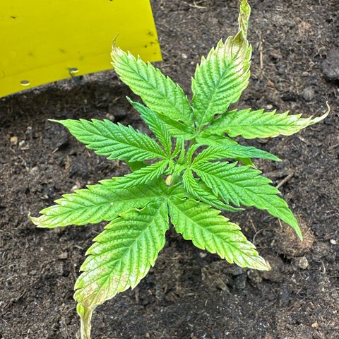 AMG growlog timeline photo
