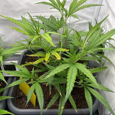 Runtz growlog timeline photo