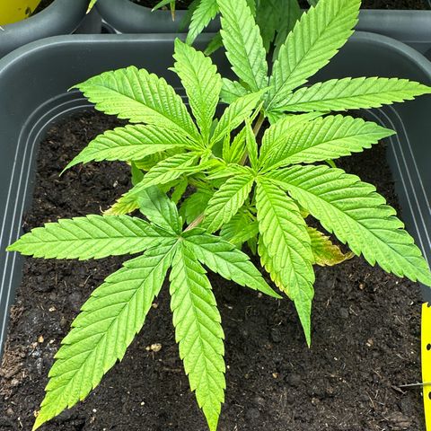 AMG growlog timeline photo