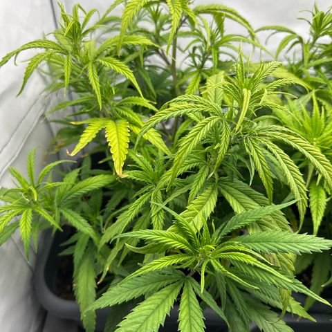 Runtz growlog timeline photo