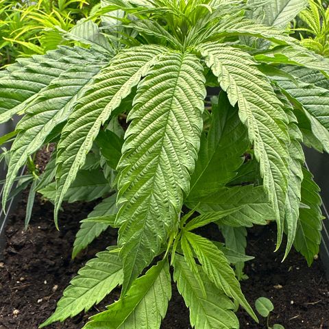 AMG growlog timeline photo