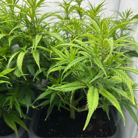 Runtz growlog timeline photo