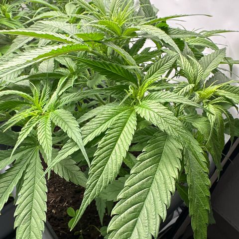 AMG growlog timeline photo