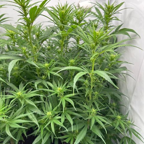 Runtz growlog timeline photo