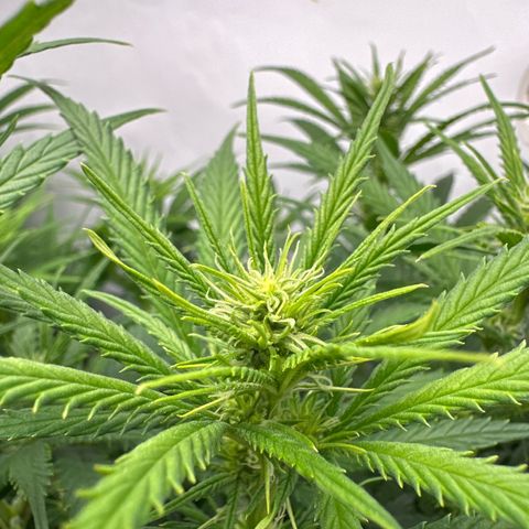Runtz growlog timeline photo