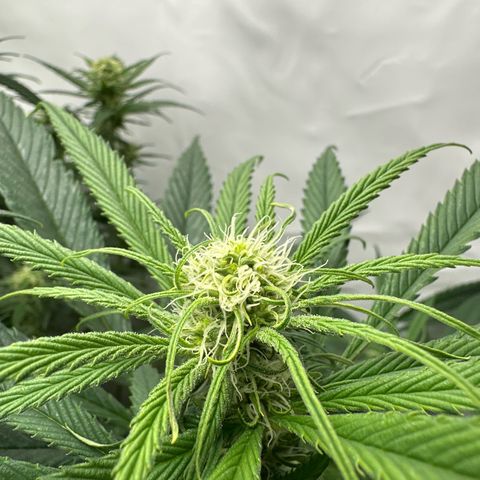 AMG growlog timeline photo