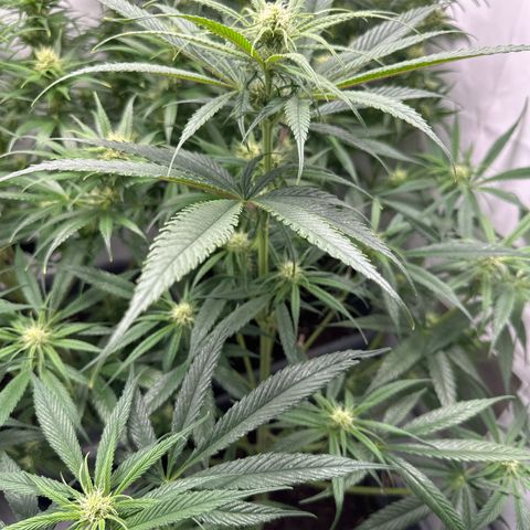 AMG growlog timeline photo