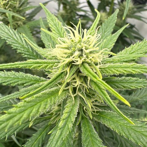 Runtz growlog timeline photo