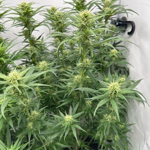 Runtz growlog timeline photo