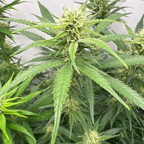 Runtz growlog timeline photo