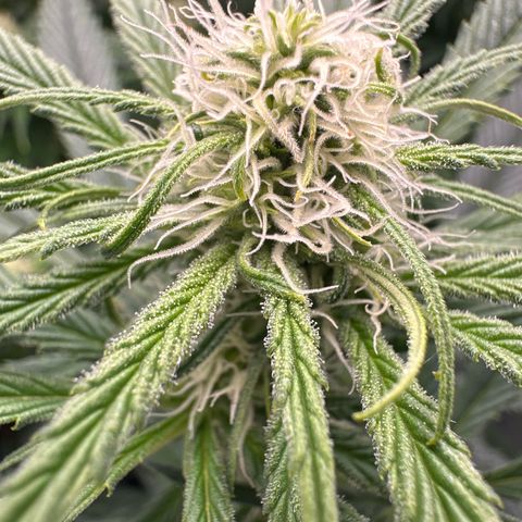 AMG growlog timeline photo