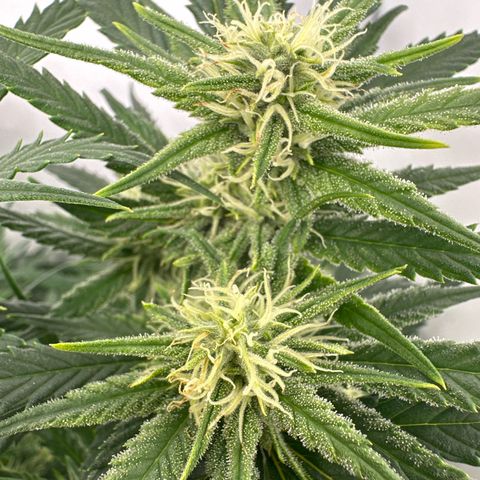 Runtz growlog timeline photo